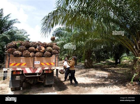 Worker Loads Palm Oil Fruits Onto A Lorry At A Palm Oil Plantation In