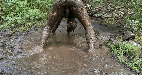 Nude Man Playing In Mud Gay Porn XHamster