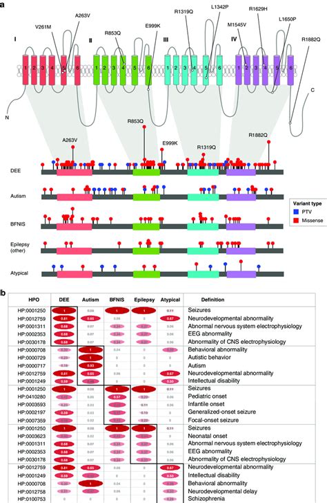 Overview Of SCN2A Variants And Associated Phenotypic Features A The