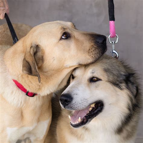 Longmont Humane Society (@longmonthumanesocietyofficial) • Instagram