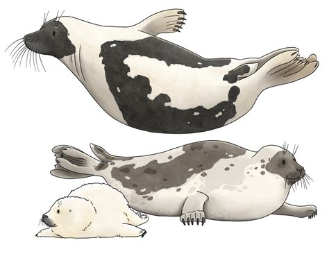 Harp Seal