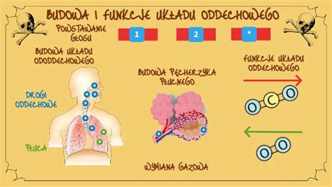 Budowa I Rola Uk Adu Oddechowego