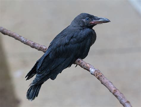 Understanding House Crows Corvus Splendens