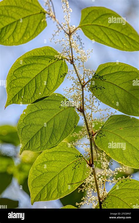 Japanese Knotweed Fallopia Japonica Reynoutria Japonica Blooming