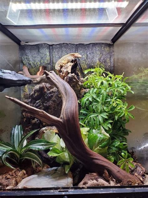 Crested Gecko Care: All You Need to Know about This Pet - Timeline Pets