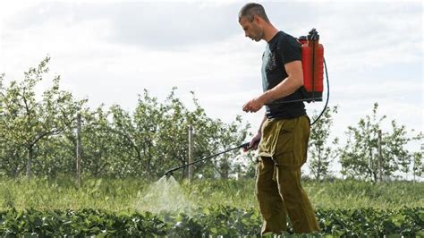 Umweltsch Tzer Warnen Erdbeeren Mit Pestiziden Belastet