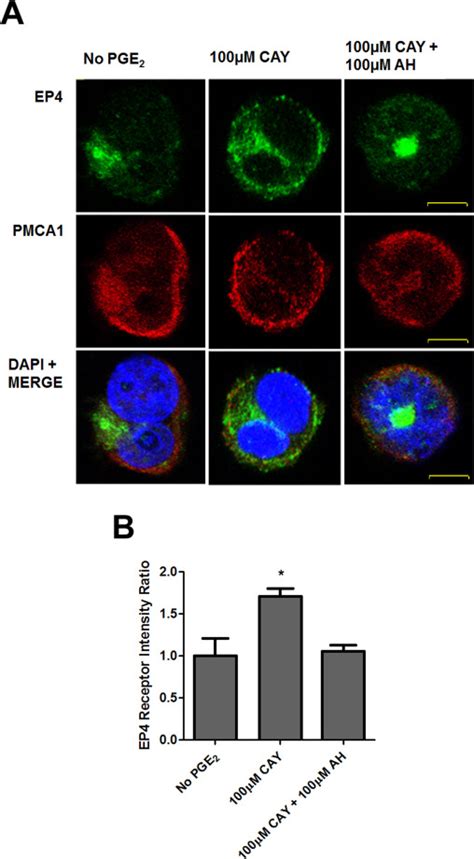 Agonistinduced EP4 Localization At The Plasma Membrane In