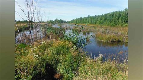 How wetlands help fight climate change - Commonwealth Union