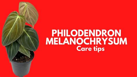 Philodendron Melanochrysum Care Tips Youtube