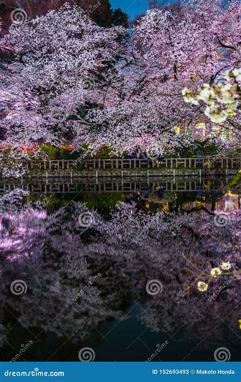 Cherry Blossoms of Inokashira Park Inokashira Park Stock Image - Image of spring, night: 152693493