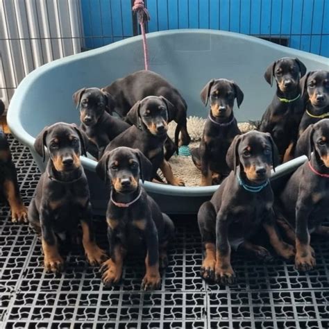 Stunning European Dobermann Puppies Ready For A New Home