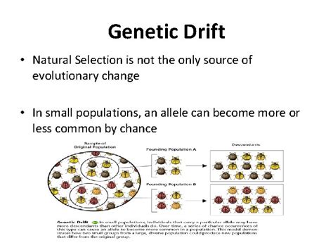 Natural Selection and Specation Key words Genetic drift