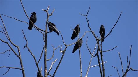 Crows On Branch, Flying Flock, Stock Footage Video (100% Royalty-free) 1060679662 | Shutterstock