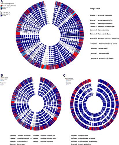 Comparative Genomics Pangenome And Phylogenomic Analyses Of Brenneria