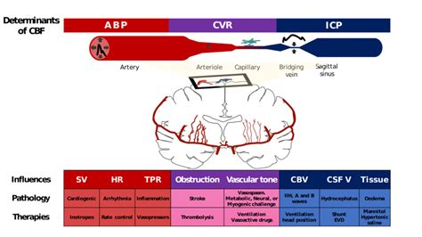 Blood Flow To Brain