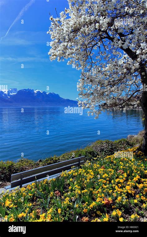 Yellow Flowers And Blooming Tree During Springtime At Geneva Or Leman