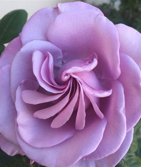 Neptune Hybrid Tea Rose Perfect Center Smithsonian Photo Contest