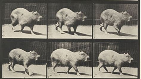 Capybara Walking (1887) | MUBI