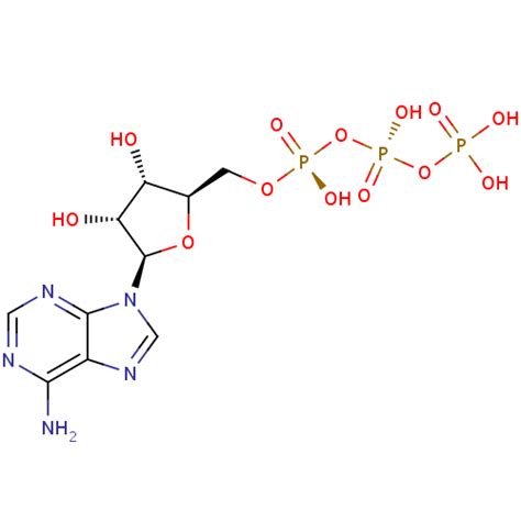 Adenosine triphosphate ~ Structure of