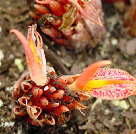 Zingiber Rubens Amazing Bengal Ginger Red Flowers Fresh 5 Seeds