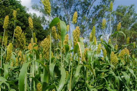 Todo Sobre El Sorgo Huerto En Casa