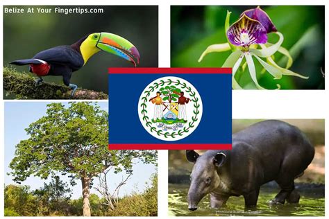 National Symbols of Belize: Flag, Flower, Tree, Bird, Animal+ - Belize at Your Fingertips!