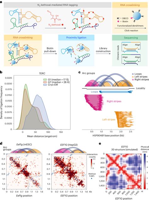 KARR seq 揭示细胞高阶 RNA 结构和 RNA RNA 相互作用 Nature Biotechnology X MOL