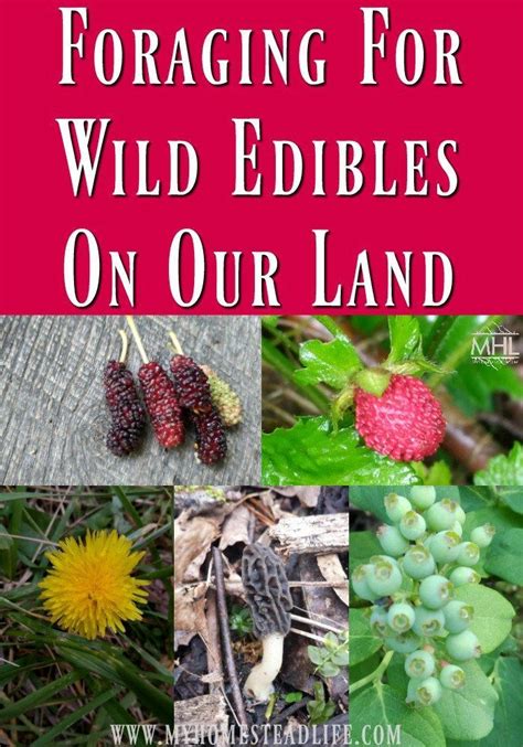 Foraging For Wild Edibles On Our Land Different Types Of Animals Plant