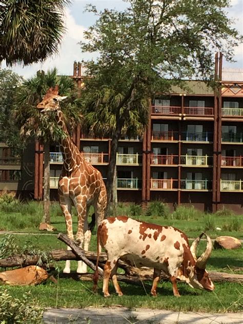 Savannah view of animals at Animal Kingdom Lodge. 7/25/2014 | Animal ...