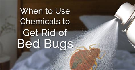 Get Rid of Bed Bugs Chemicals - Erdye's Pest Control