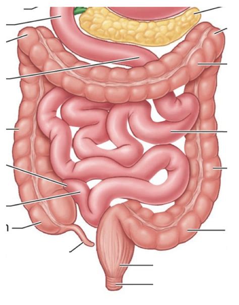 Intestine Diagram