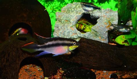 The Best Community Fish For A Gallon Tank Aquarium Fish Source