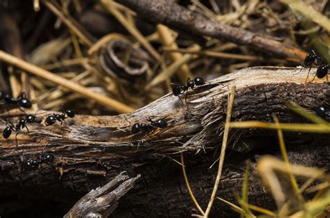 Health and Behavioral Development of Beneficial Black Garden Ants
