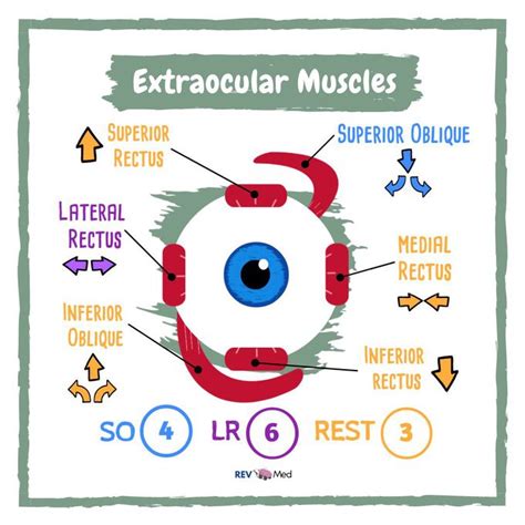 Extraocular Eye Muscles Medizzy