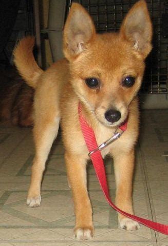 Toy Fox Terrier-Pomeranian mix for Sale in Citrus Heights, California Classified ...