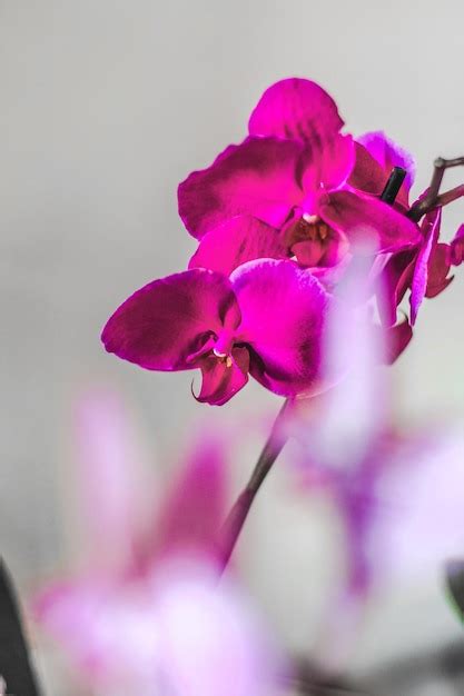 Ramo De Orqu Dea Roxa Florescendo Closeup Phalaenopsis Foto Premium