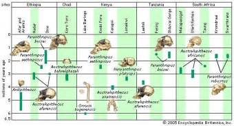 Orrorin Tugenensis Fossil Primate Human Evolution Branches Of