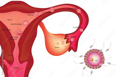 Female Reproductive System With Human Fertilization Steps Stock Vector