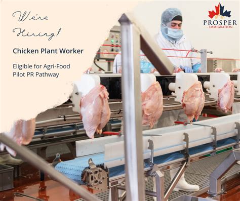 Chicken Plant Worker Lmia And Agri Food Pilot Available Bar Food