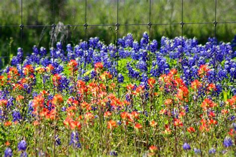 Texas Bluebonnets & Indian Paintbrush | Indian paintbrush, Most ...