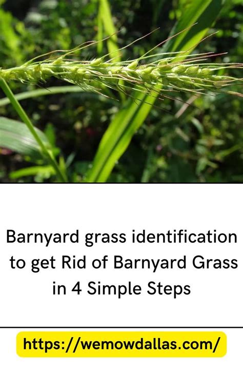 Barnyard Grass Identification To Get Rid Of Barnyard Grass In 4 Simple Steps Grass Weed Types