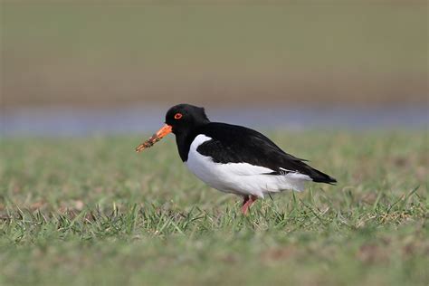 Haematopus Ostralegus Strandskade Danske Svampe