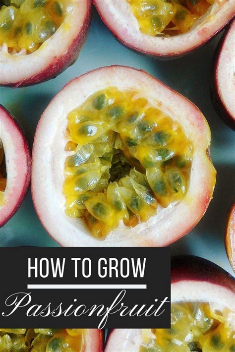 How To Grow Passion Fruit In Pots And Along Fences Artofit