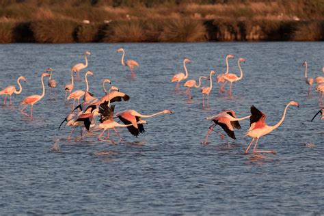 Doñana Parque Nacional Reserva de la Biosfera