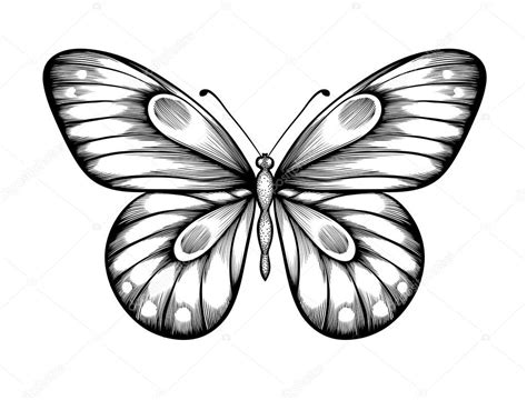 Hermosa Mariposa Blanco Y Negro Vector De Stock Depositphotos