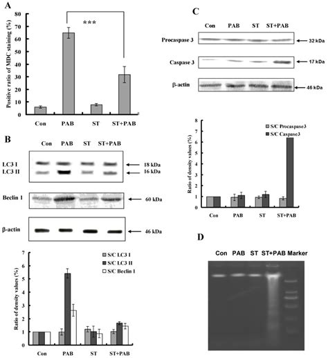 Staurosporine Inhibited Autophagy And Promoted Apoptosis In PAB Treated