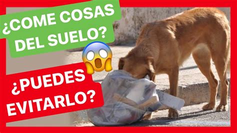 Qu Hacer Si Mi Perro Ingiere Basura Consecuencias Y Primeros Auxilios