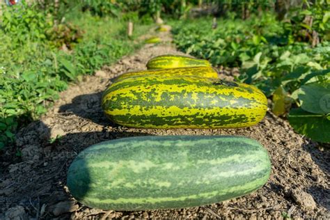 Harvesting cucumber suri. Timun suri or cucumber fruit. Popular fruit ...