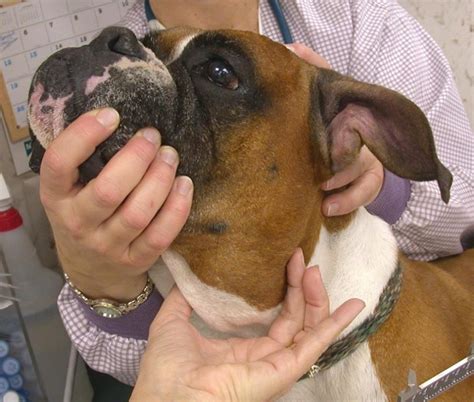 What Does A Swollen Lymph Node Look Like On A Dog