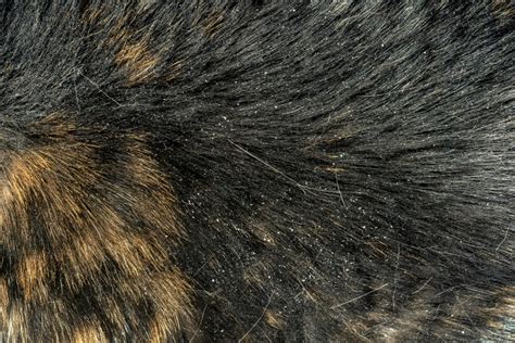 Why Does My Cat Have Dandruff 11 Vet Reviewed Causes And Treatment Catster